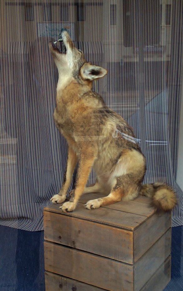This beautiful coyote will be available for purchase to the first person in line when the doors open on Mon., April 6.  